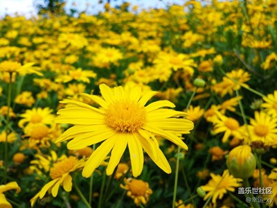 小太陽(yáng)花（一）