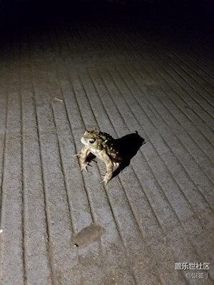 【帶著手機(jī)去撒歡兒】小鄉(xiāng)村的夜晚