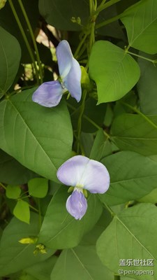 花兒