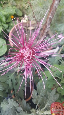 烏魯木齊植物園