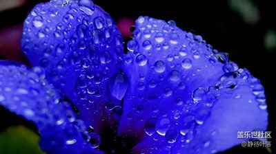 【帶著手機(jī)去撒歡兒】清晨雨露均沾的花兒