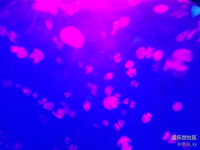 【S7拍攝】石林冰雪海洋世界之旅（水母）