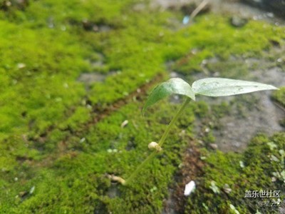 【帶著手機去撒歡兒】   憶童年