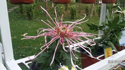 傲霜秋菊，爭奇斗艷！