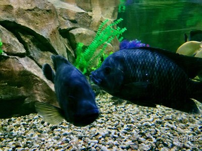 【攝影】海洋魚類