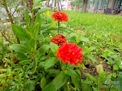 【帶著手機(jī)去撒歡兒】+花兒