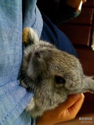 別樣國慶+山西運城+姥姥家養(yǎng)的公主兔