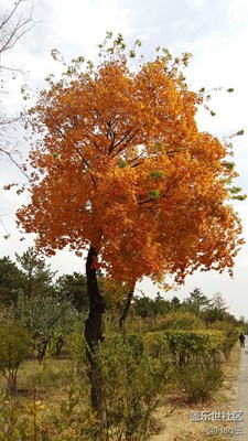 國(guó)慶游云岡石窟，三星老版A5
