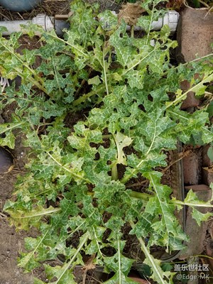 【奶薊】更新9【薄荷停更】