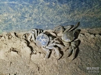 【帶著手機(jī)去撒歡兒】去稻田里捉稻田蟹