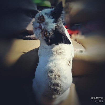 貓星人～狗狗～