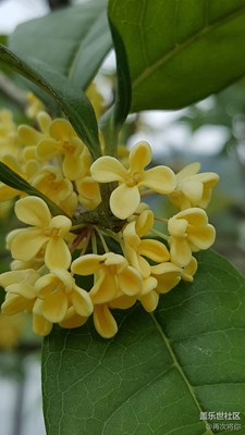 【帶著手機(jī)去撒歡兒】+八月桂花香