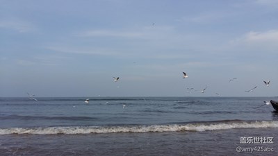 【帶著手機(jī)去撒歡兒】+北戴河看海鷗捕魚
