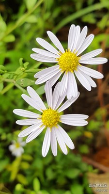 【帶著手機去撒歡兒】隨拍小花