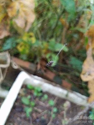 蜘蛛網(wǎng)【點(diǎn)擊看大圖才行】