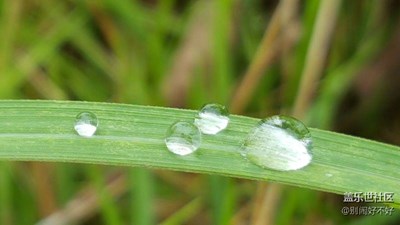 【帶著手機(jī)去撒歡兒】水珠