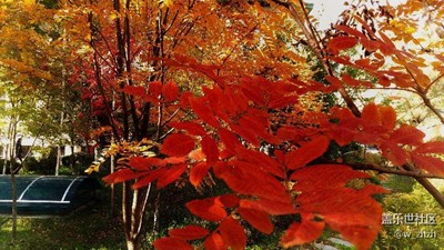 秋天的景色就是讓拍照消費(fèi)的。