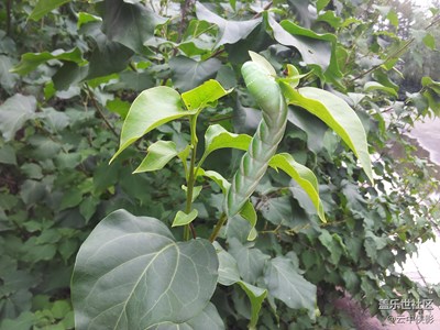 偽裝——note2拍的第一張照片