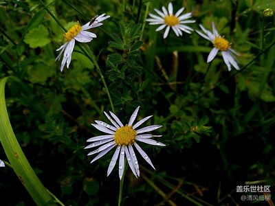 C5的最后習(xí)作------山野之菊的倔強(qiáng)