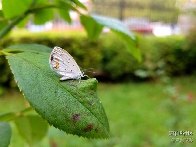 紀(jì)念NOTE7美圖依舊