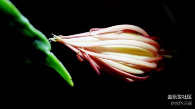 含苞待放--光影大片