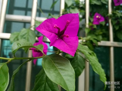 葉子花