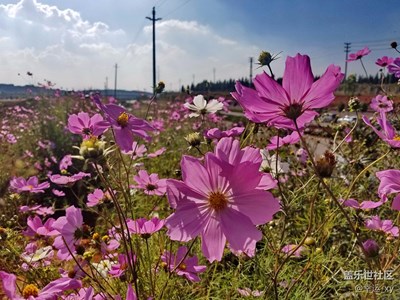 [攝影]曲靖馬龍縣南海子花海