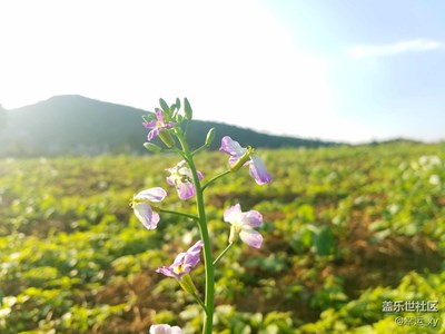S7微距拍攝菜子花