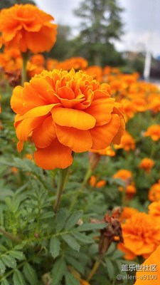 桂花香味覆蓋整個(gè)城區(qū)