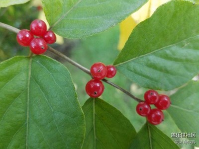 紅紅火火的金秋