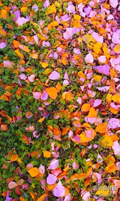 抬頭苦苦尋覓，其實(shí)美景就在大地。????