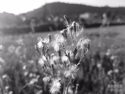 【攝影】小小植物也如此精彩