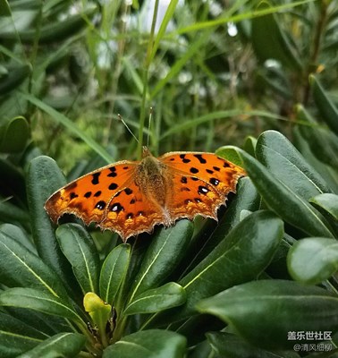 S7edge與蝴蝶的遭遇