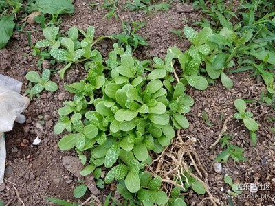 損失了一大波奶薊種子