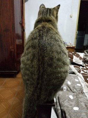 喵總裁也看Flash閃電俠