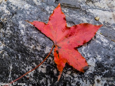 【一葉知秋】+北京+一個季節(jié)的標(biāo)志