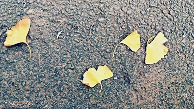 【一葉知秋】+昆明+不似秋的秋