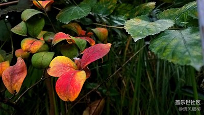 【一葉知秋】+綿陽市+楓葉正紅秋風(fēng)涼