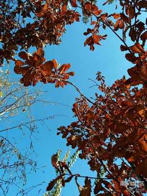 深秋的歌聲是蔚藍(lán)領(lǐng)唱的。