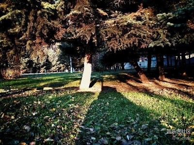 【一葉知秋】+哈爾濱+青松約好友晶晶雪喜迎金秋