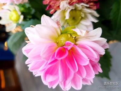 【一葉知秋】+北京+北京的秋