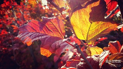 【一葉知秋】+北京+奧森的秋