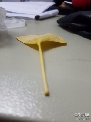 【一葉知秋】+沈陽(yáng)+銀杏葉