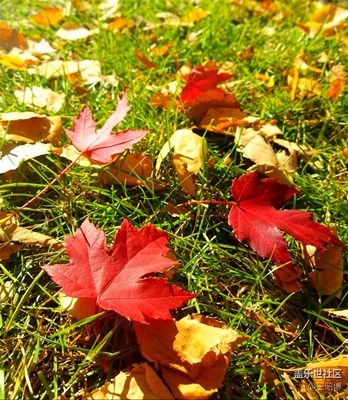 【一葉知秋】哈爾濱，一葉便知秋天到