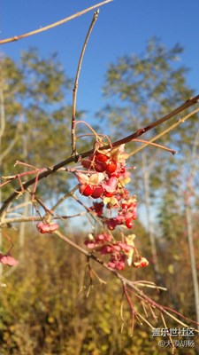 一葉知秋，伊寧，深秋小景