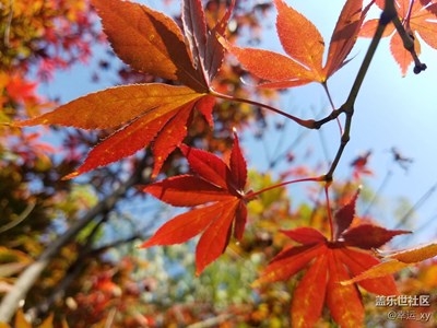 【一葉知秋】+云南曲靖馬龍+紅葉