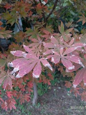 【一葉知秋】＋徐州＋楓葉紅