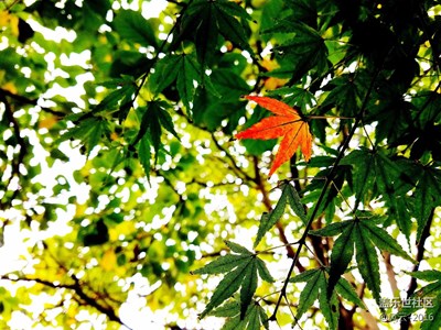 ［一葉知秋］+杭州+銀杏黃了