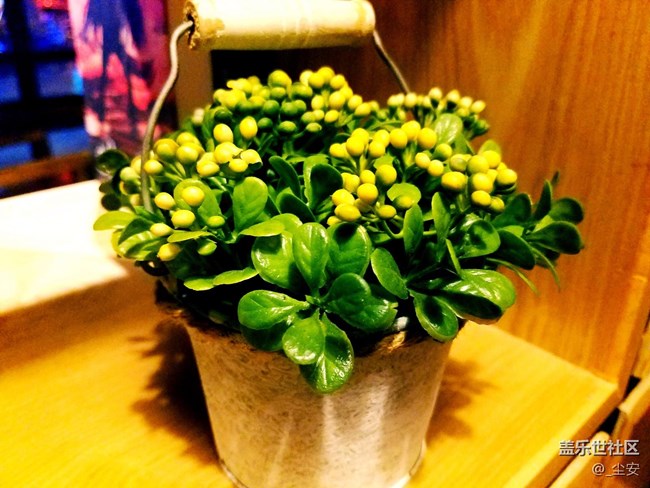 【攝影】日常隨拍，藝術(shù)之花