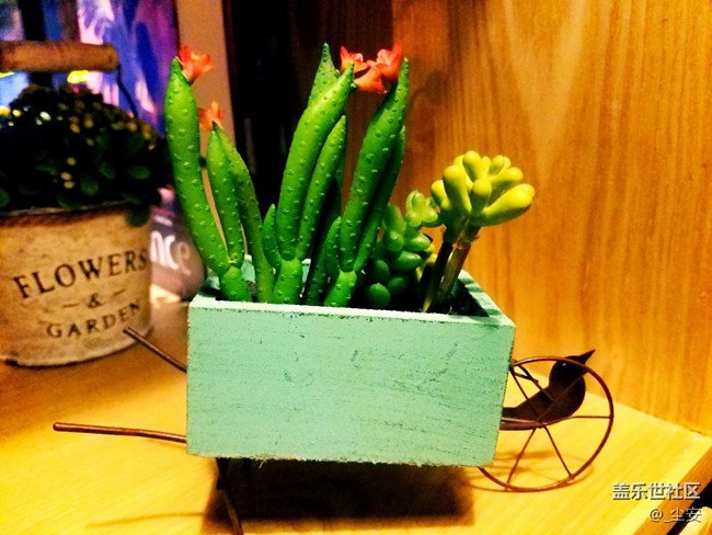 【攝影】日常隨拍，藝術(shù)之花